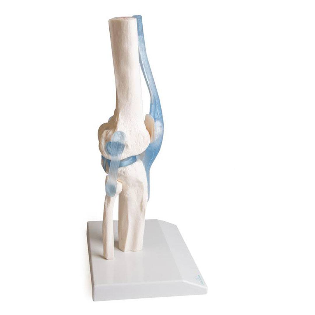 ERLER ZIMMER Kniegelenk auf Stativ mit Stümpfen