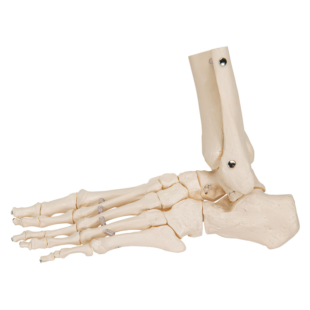 3B SCIENTIFIC Fussskelett m.Schienbein-+Wadenbeinst. (A31/1) Grösse 7x16x22cm