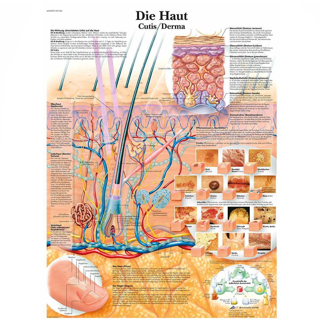 3B SCIENTIFIC Lehrtafel Die Haut 50x67cm
