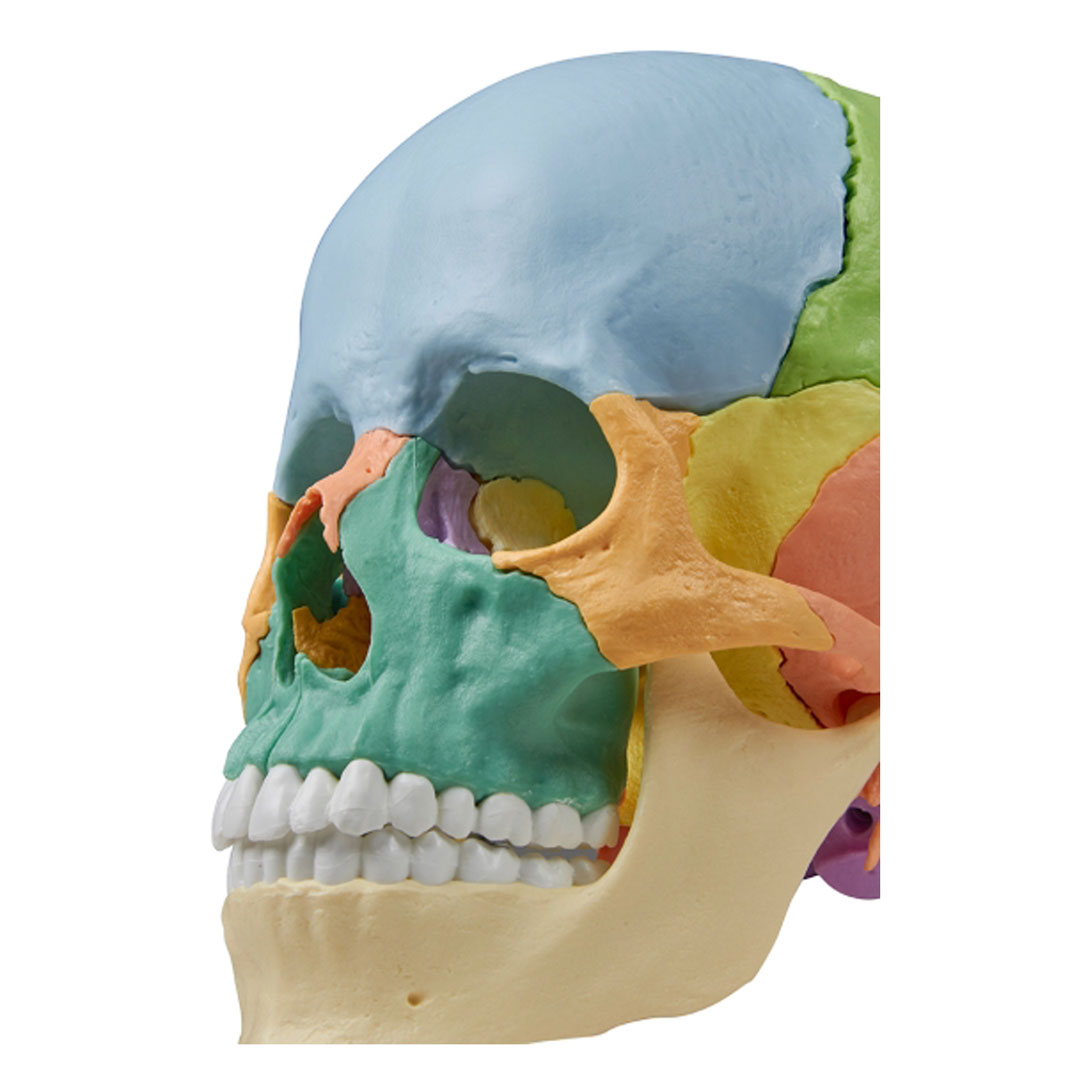 ERLER ZIMMER Osteopathie-Schädelmodell, 22-teilig, didaktische Ausführung - EZ Augmented Anatomy