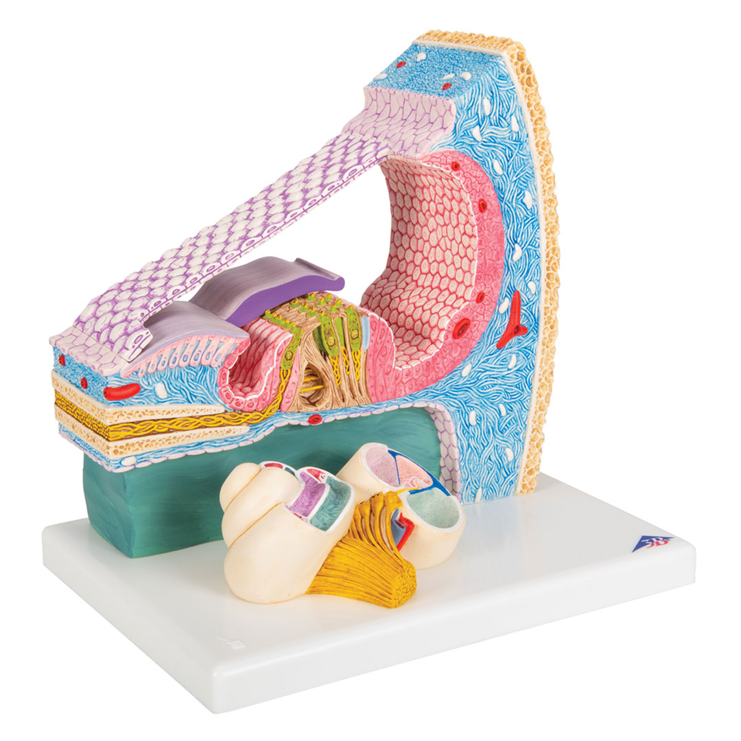 3B SCIENTIFIC Cortisches Organ (E14), 26x19x26cm