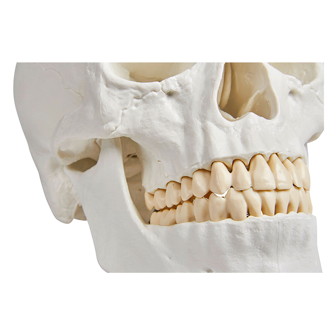 ERLER ZIMMER Schädelmodell, 3-teilig - EZ Augmented Anatomy