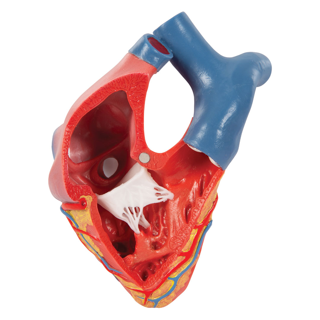 3B SCIENTIFIC Herzmodell in Lebensgröße , 5-teilig mit magnetischen Verbindungen