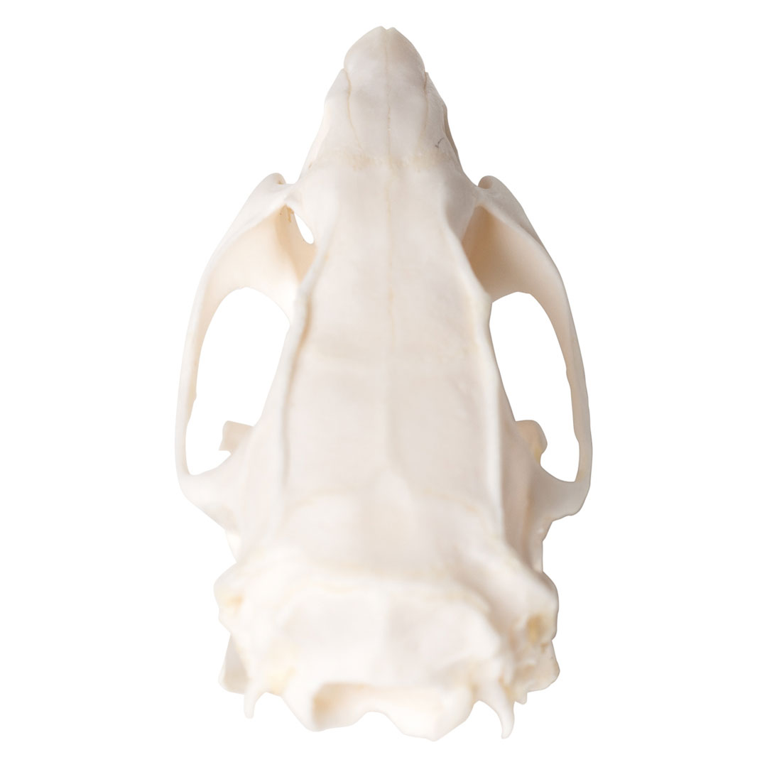 3B SCIENTIFIC Rattenschädel, Skelett