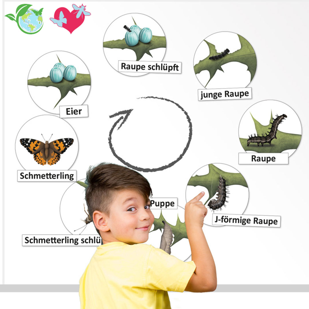 Lebenszyklus Schmetterling (magnetisch)