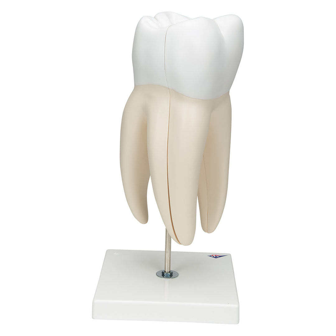 3B SCIENTIFIC Mahlzahn, oben, dreiwurzelig, 5-tlg. (D15)