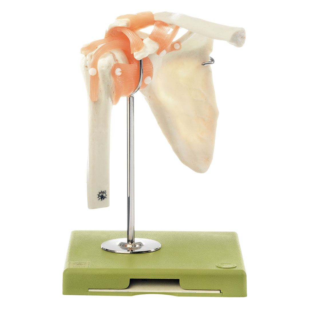 SOMSO® Funktionsmodell Schultergelenk