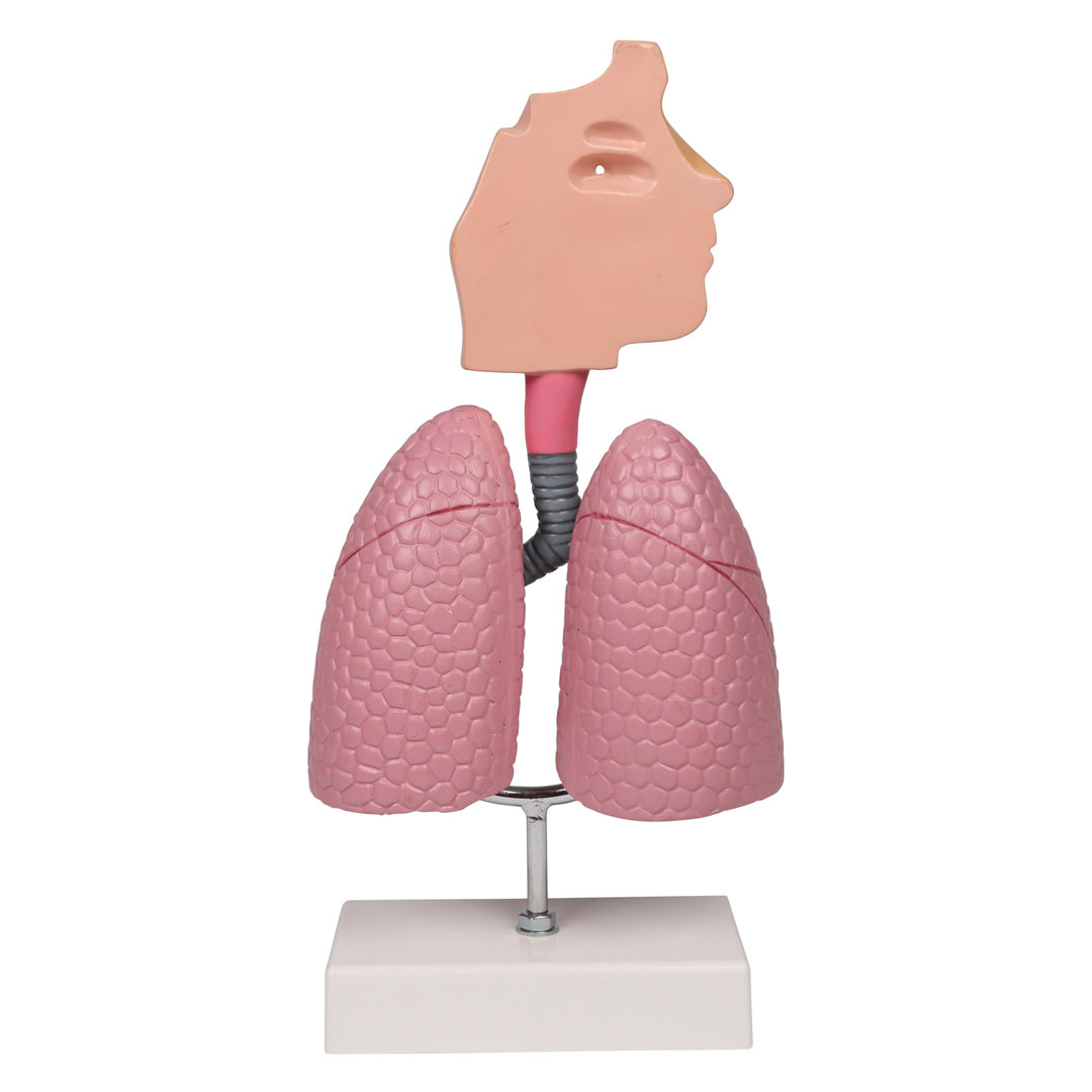 ERLER ZIMMER Atemwegsmodell - EZ Augmented Anatomy