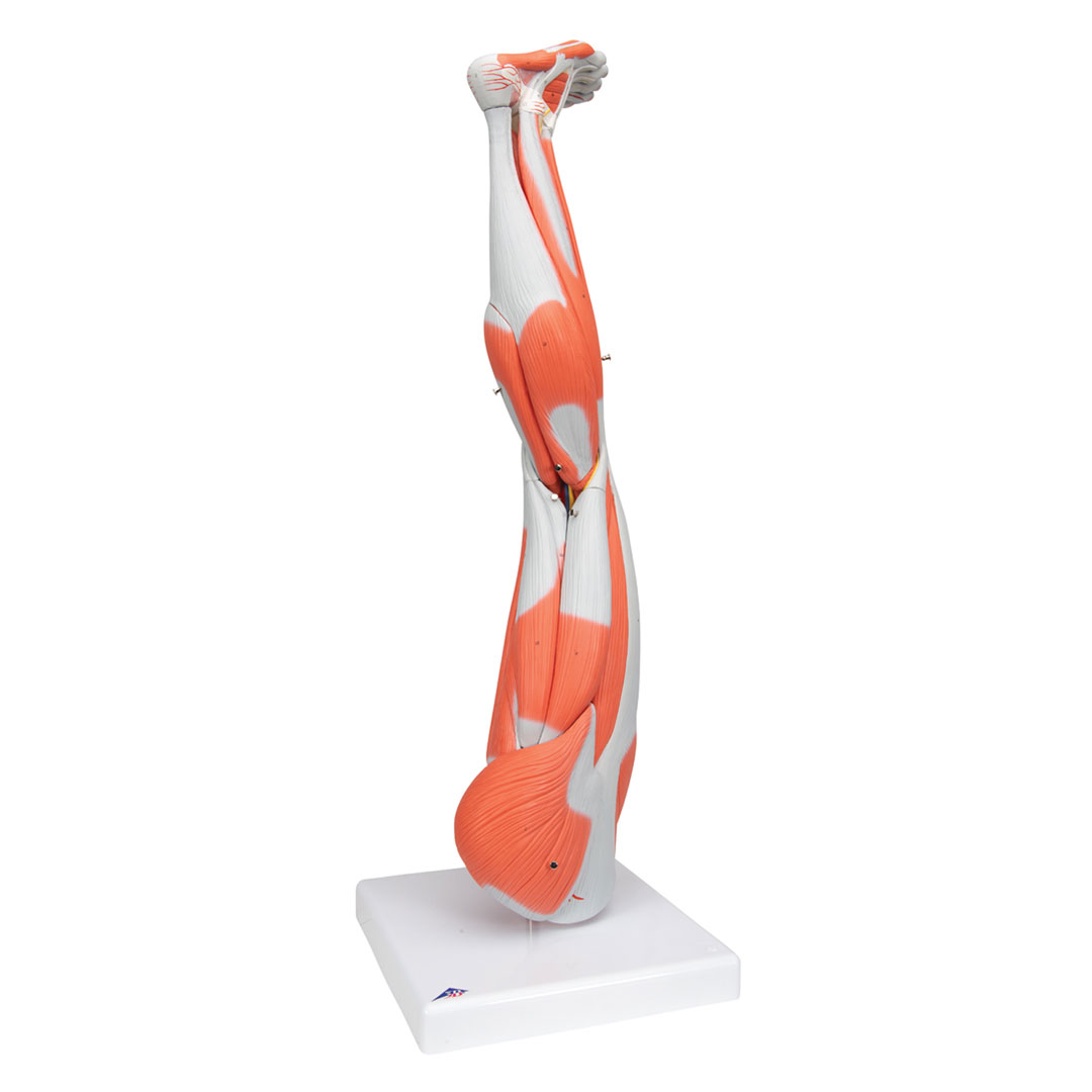 3B SCIENTIFIC Muskelbein 9-teilig (M20)