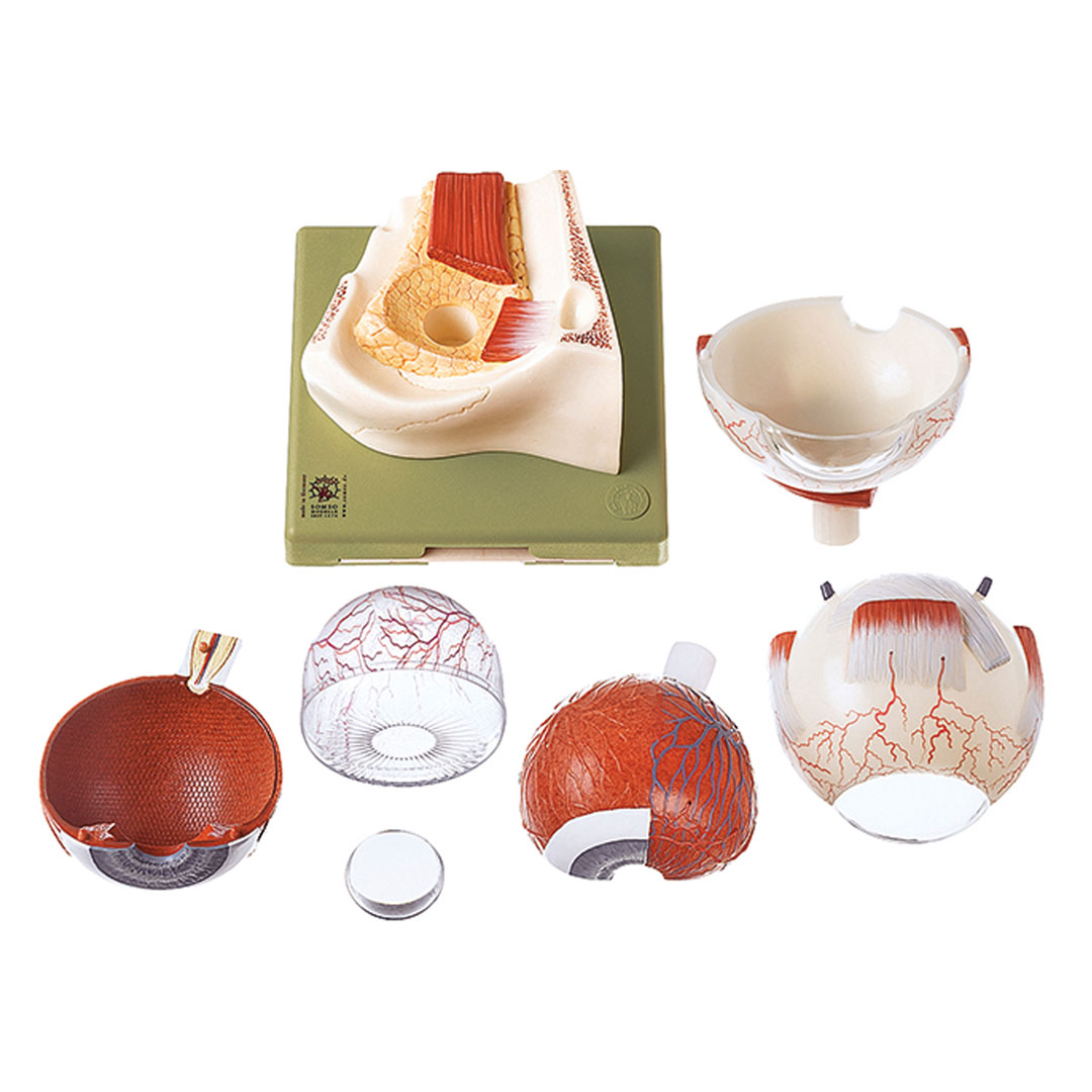 SOMSO® Augapfel, 7-teilig, 5-f.vergr.a.Sockel
