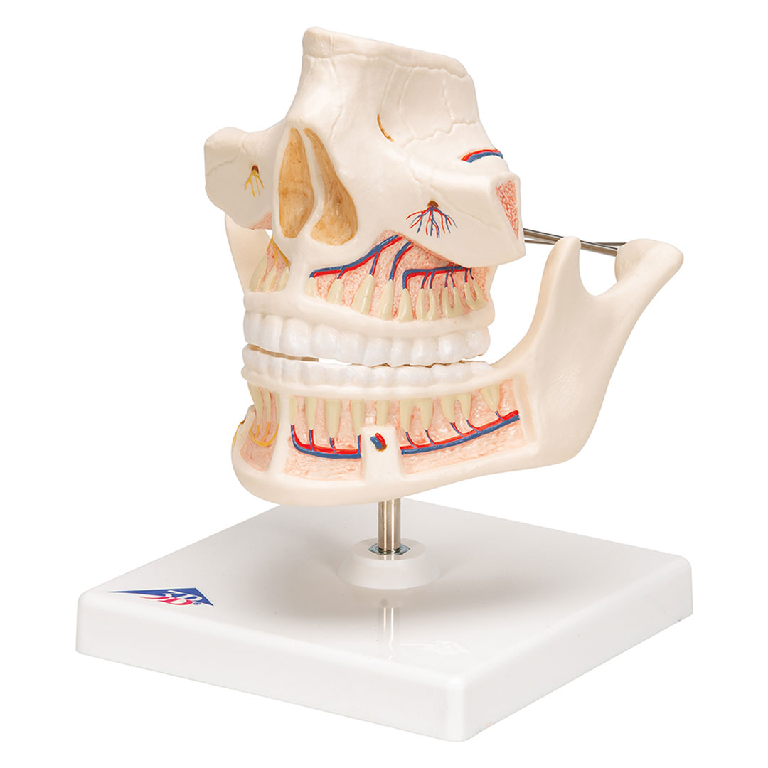 3B SCIENTIFIC Ober- u. Unterkiefer, Erwachsen (VE281)