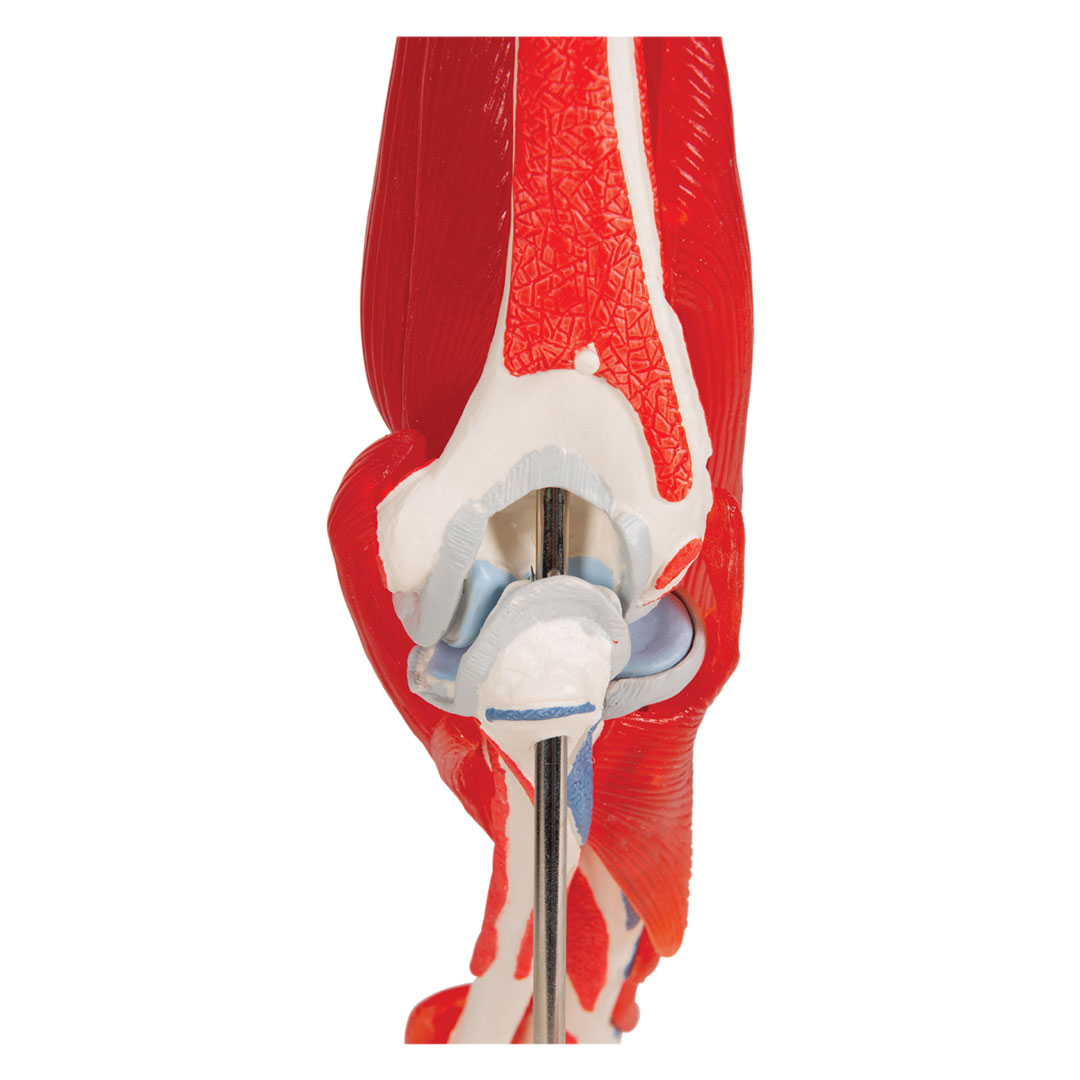 3B SCIENTIFIC Ellenbogengelenk, 8-teilig, Grösse 25x1x25c  (A883)