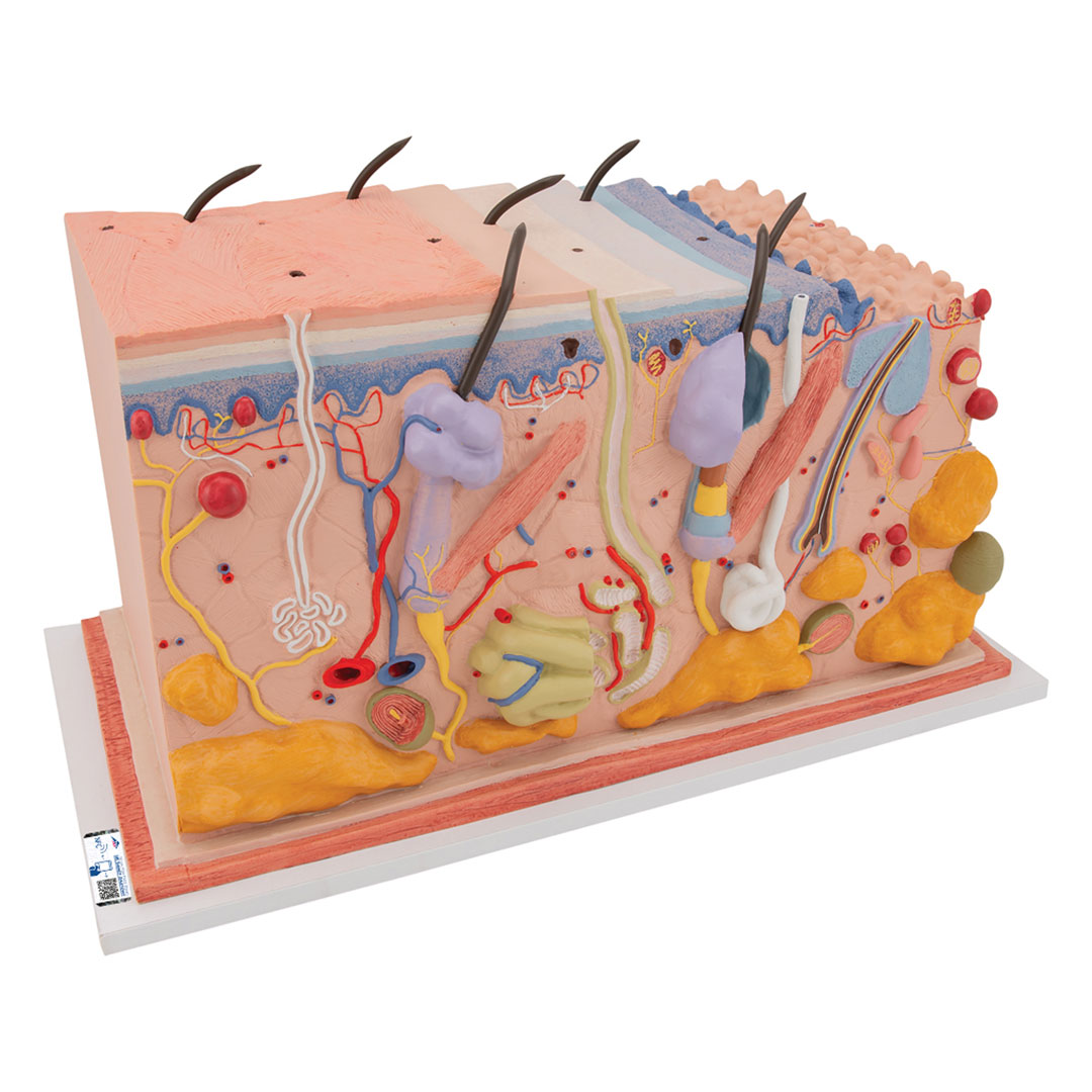 3B SCIENTIFIC Haut, Blockmodell, 70-fache Grösse (J13)