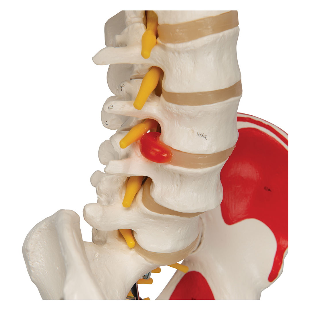 3B SCIENTIFIC Skelett Sam, mit Gelenkbändern, Muskelursprung etc. (A13) 3B SCIENTIFIC Skelett Sam, mit Gelenkbändern, Muskelursprung etc. (A13)