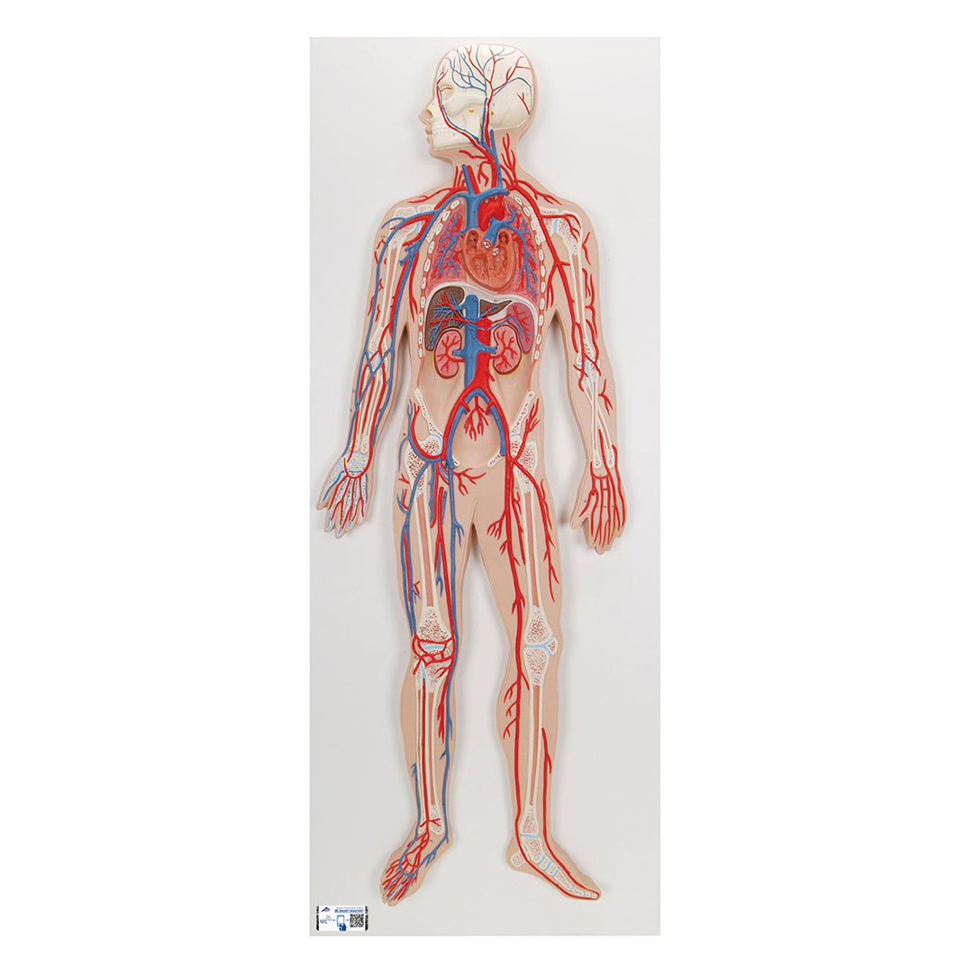 3B SCIENTIFIC Blutkreislauf, Reliefmodell 1/2 Grösse (G30)