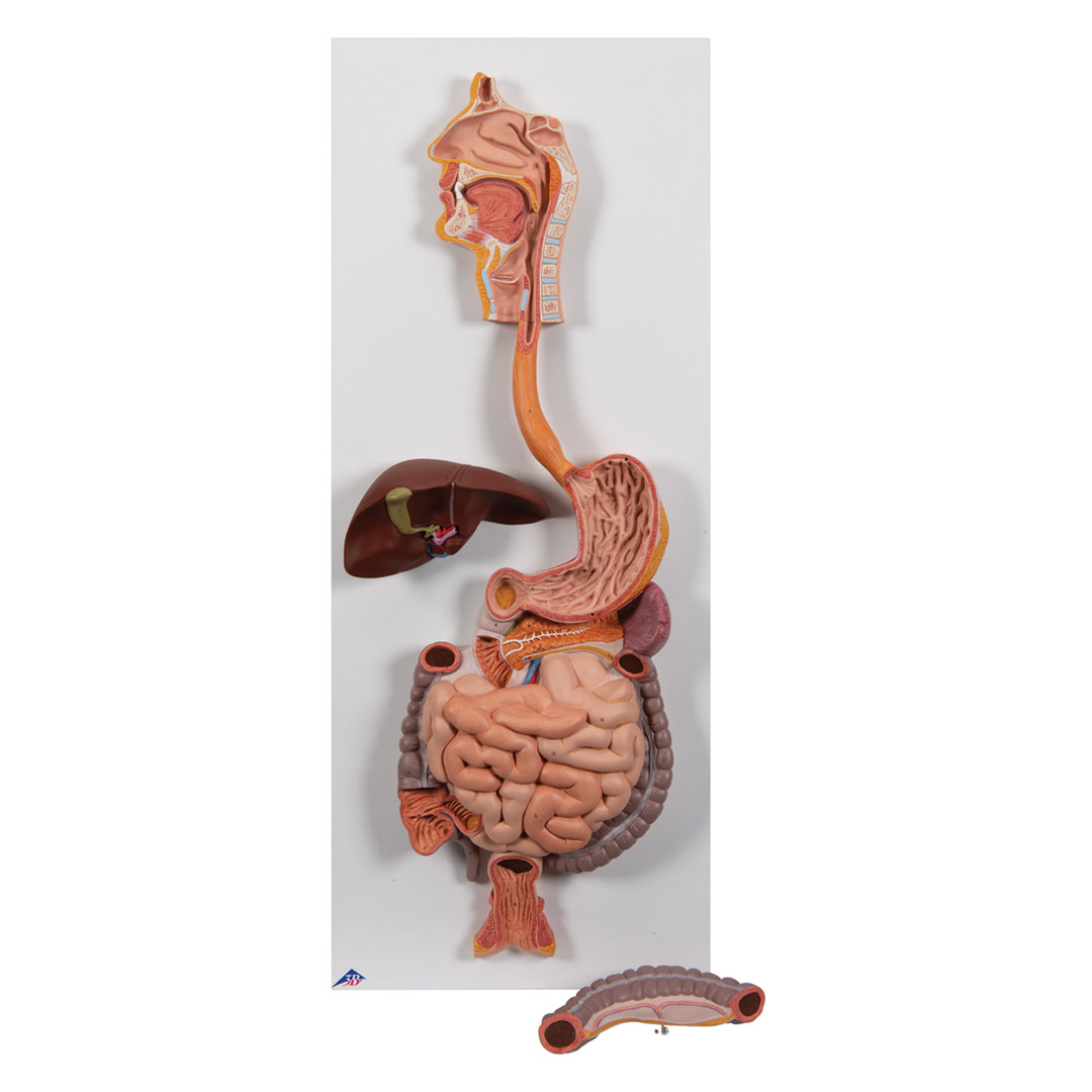 3B SCIENTIFIC Verdauungsapparat, 2-tlg. (K20)