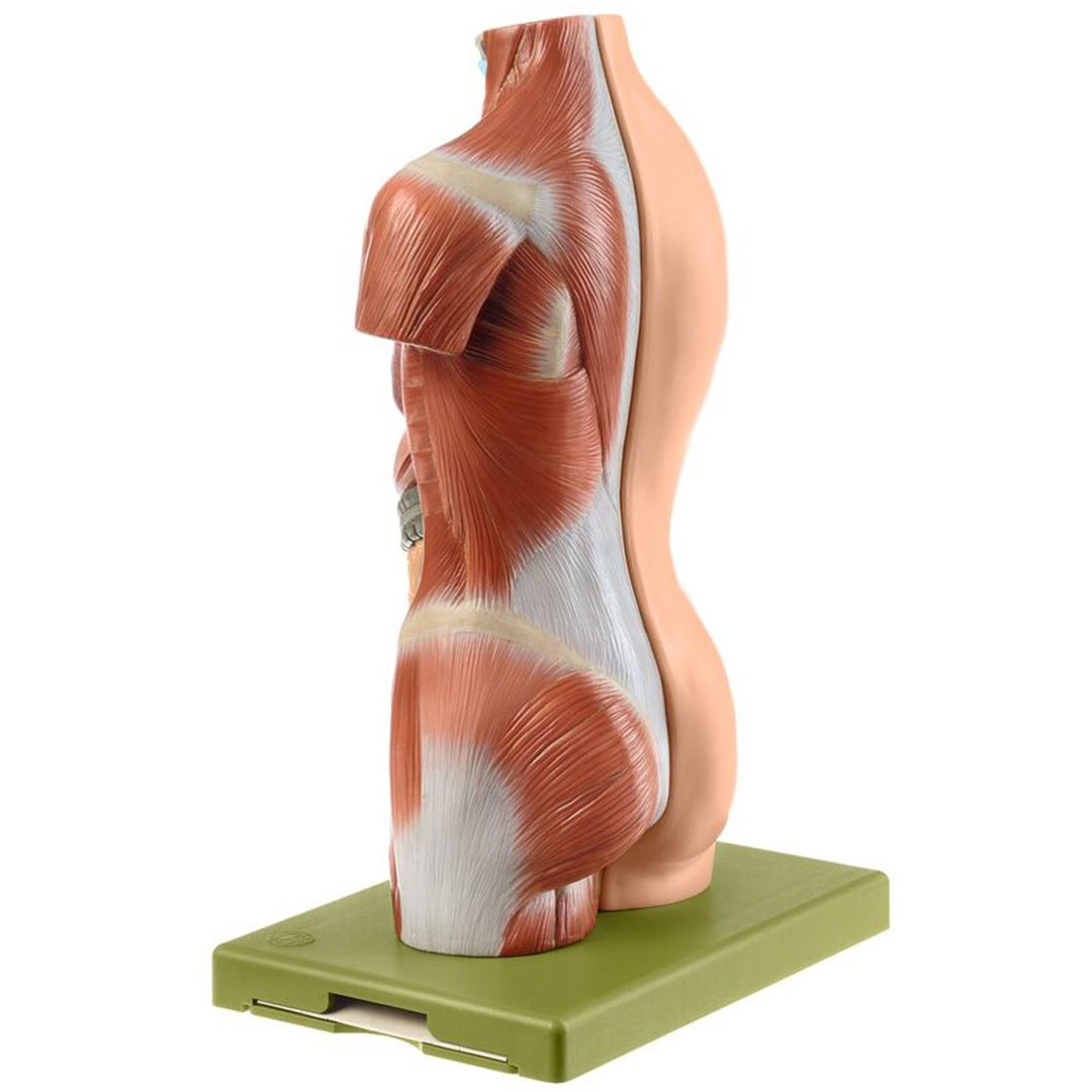 SOMSO® Jünglingskleintorso ohne Kopf