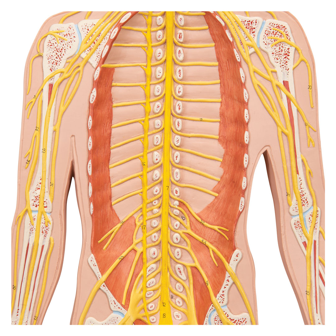 3B SCIENTIFIC Nervensystem, Relieftafel