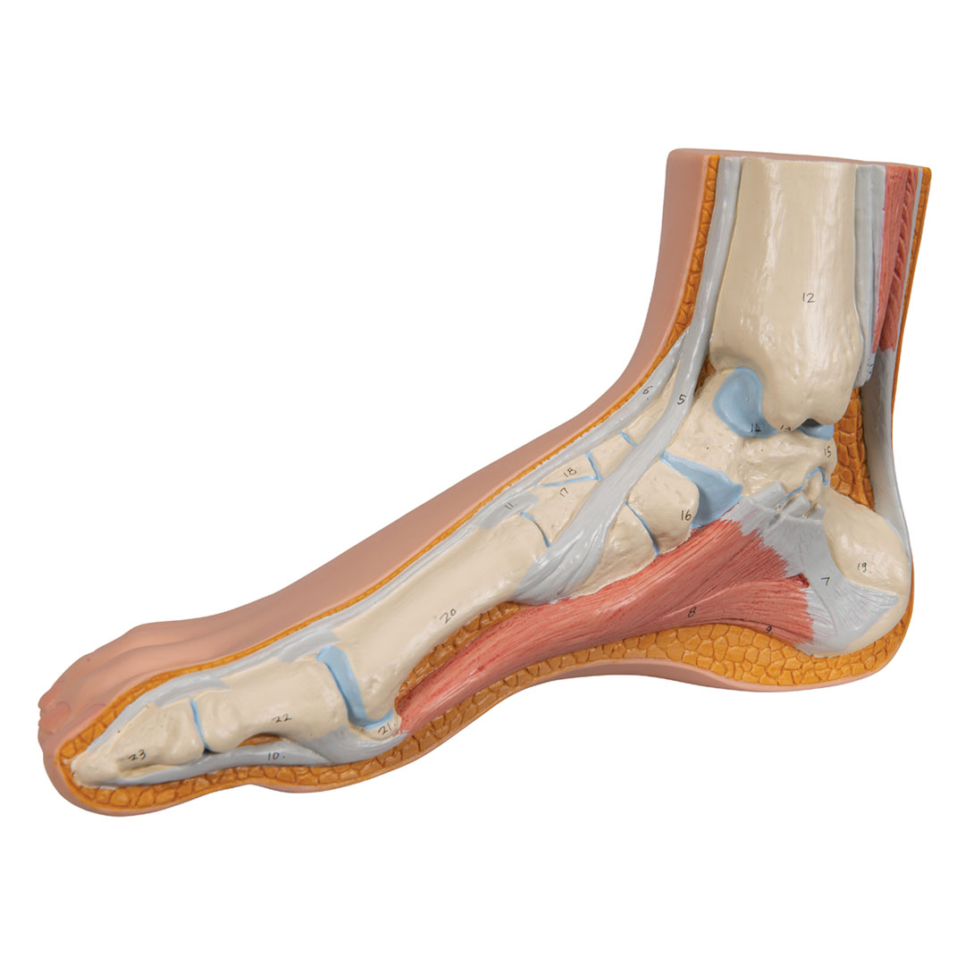 3B SCIENTIFIC Normalfuss, natürl. Grosse (M30)