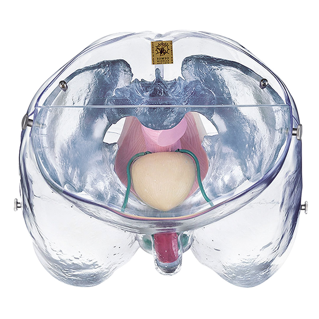 SOMSO® Männliche  Sexualorgane, transparent, Modell