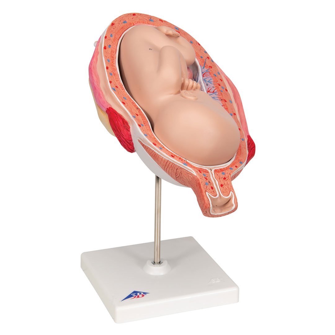 3B SCIENTIFIC Uterus mit Fetus, 7. Mt., 2-tlg. (L10/8)