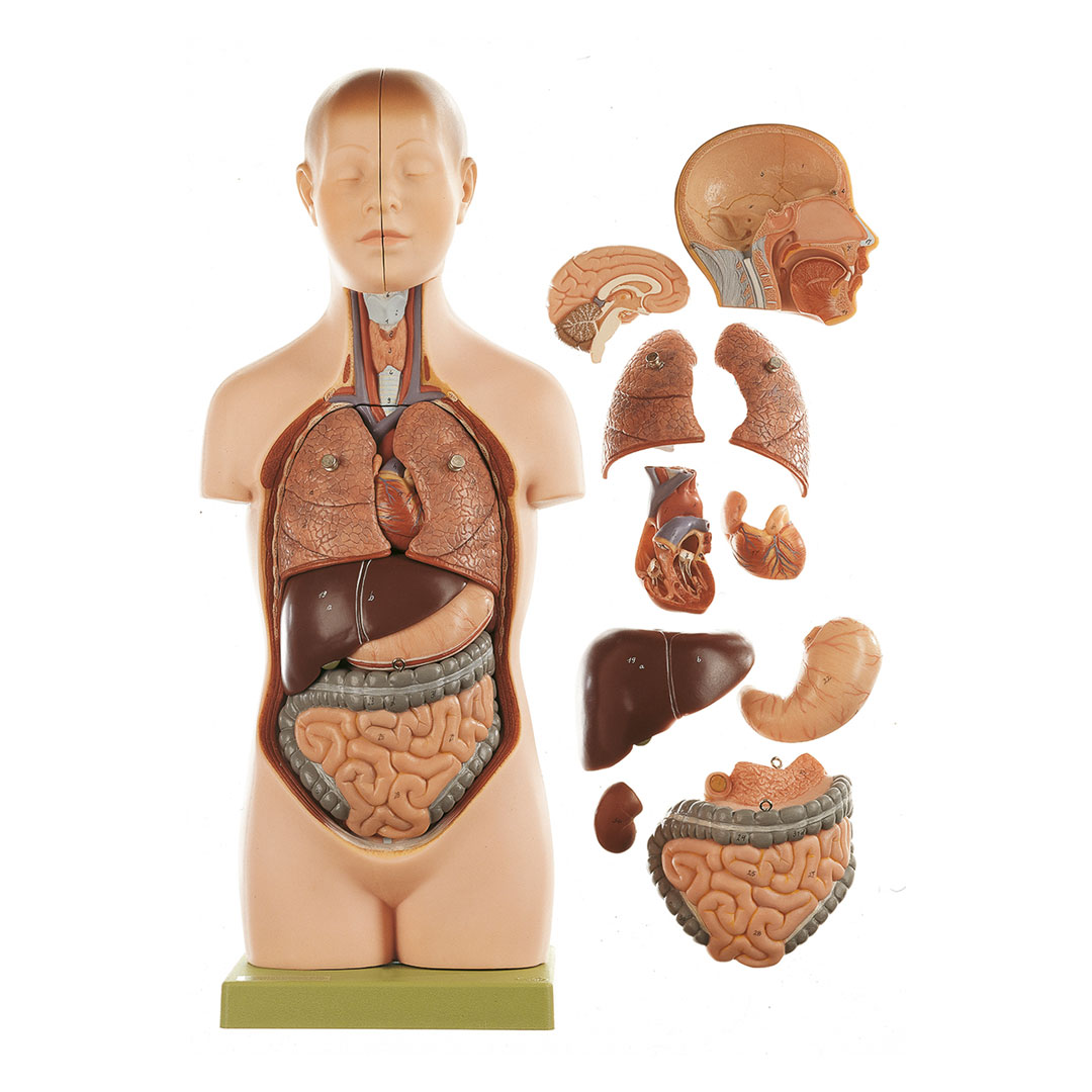 SOMSO® Jünglingstorso m.K.,11 T, 1/2Grösse