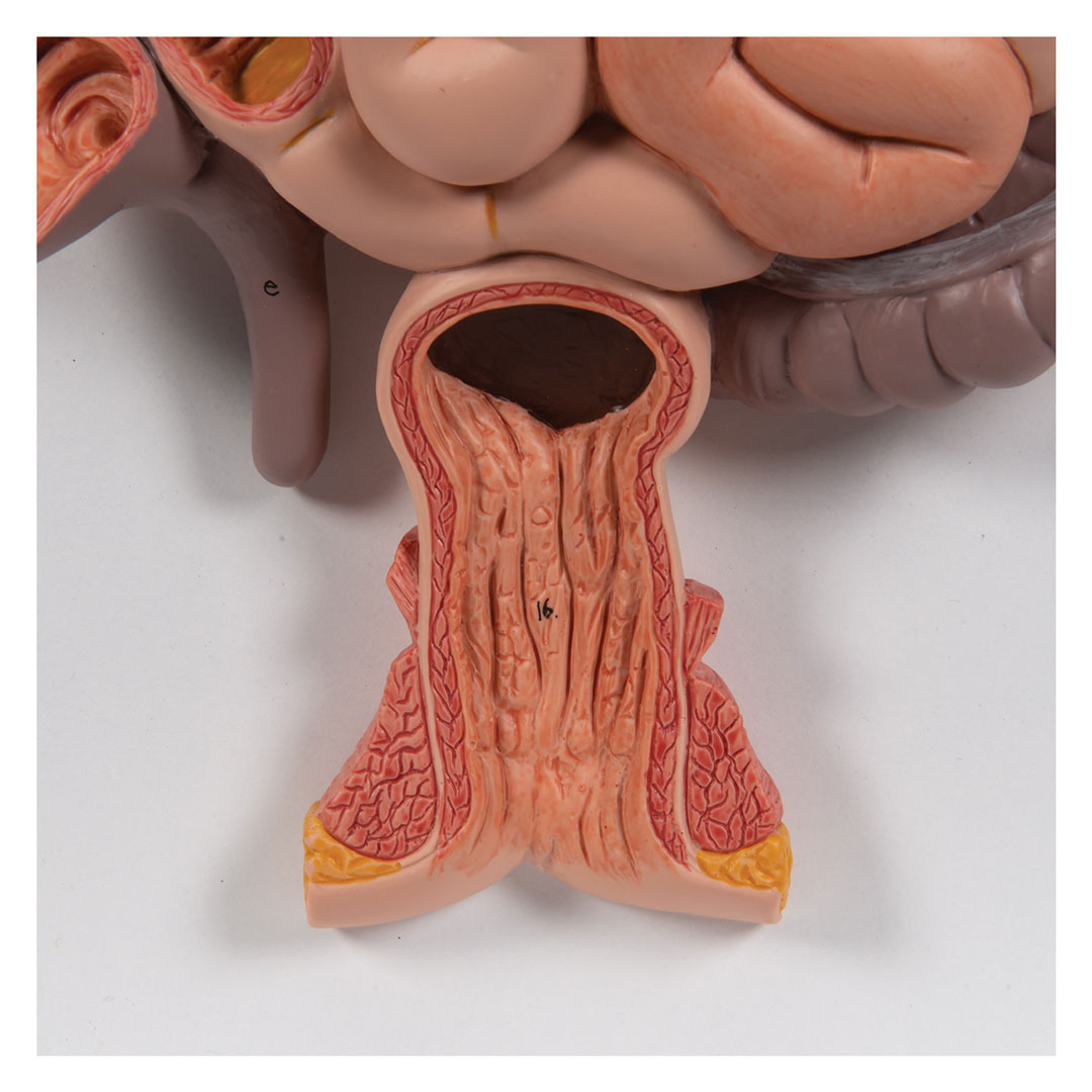 3B SCIENTIFIC Verdauungsapparat, 2-tlg. (K20)