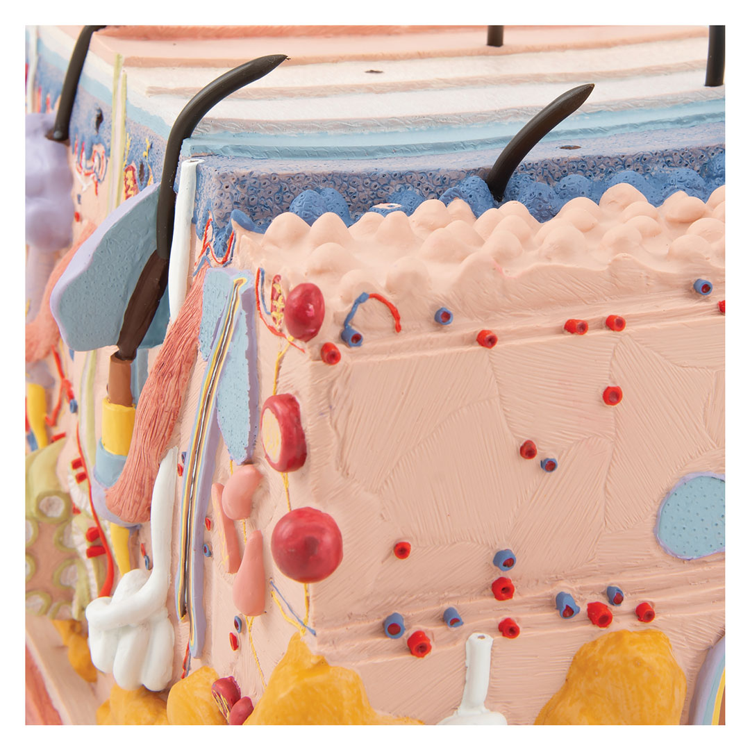 3B SCIENTIFIC Haut, Blockmodell, 70-fache Grösse (J13)