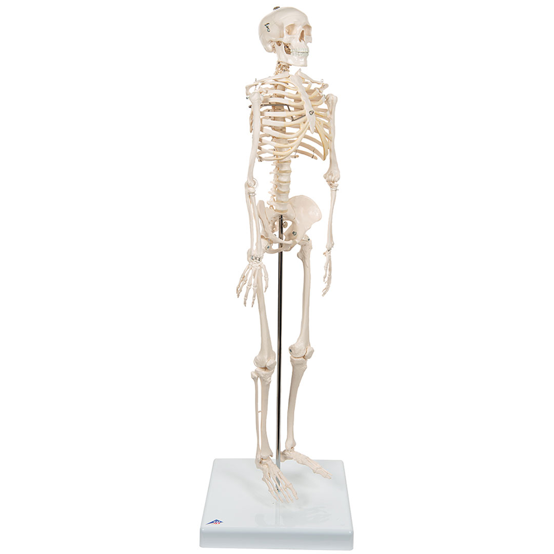 3B SCIENTIFIC Miniskelett Shorty auf Sockel (A18)