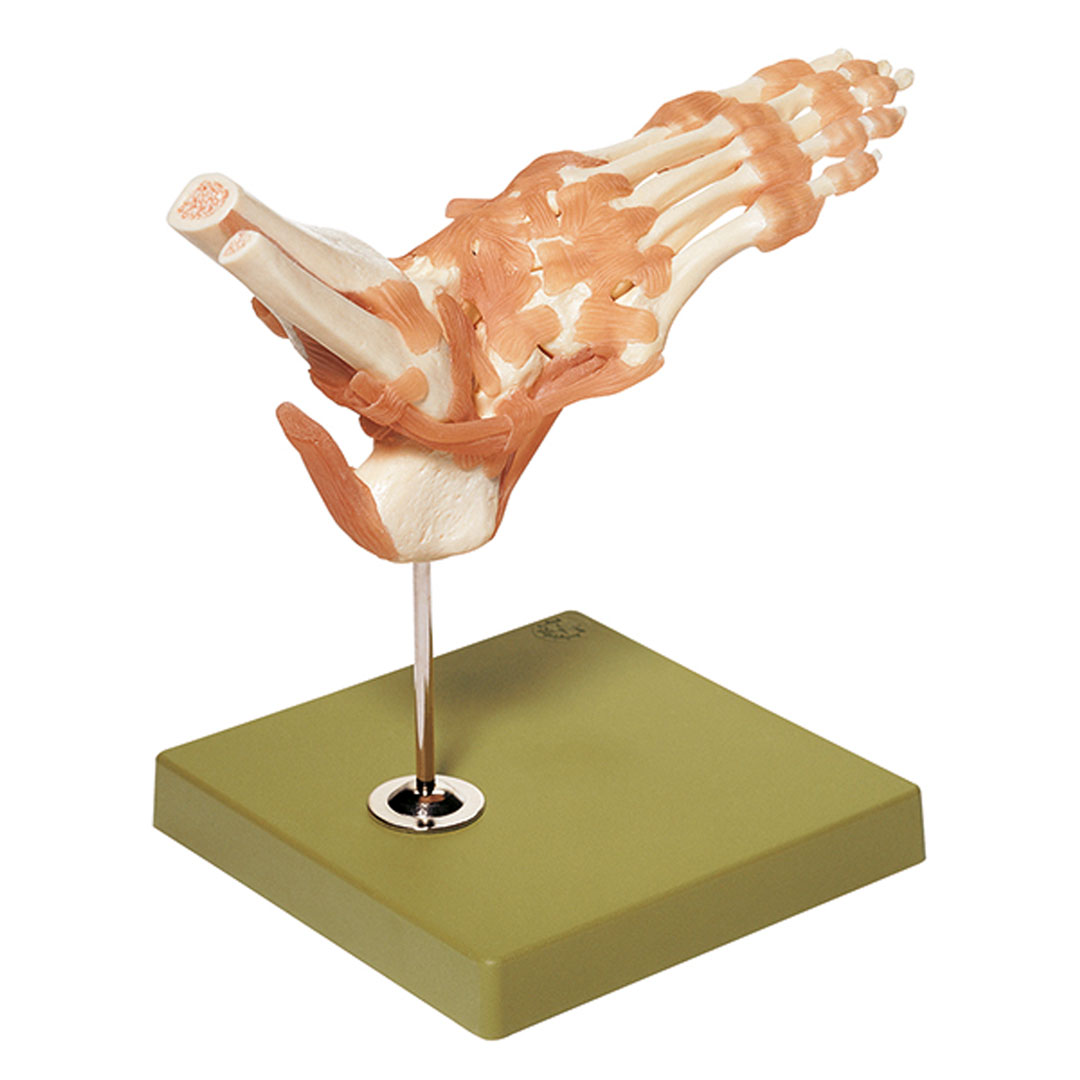 SOMSO® Fussgelenk. Funktionsmodell