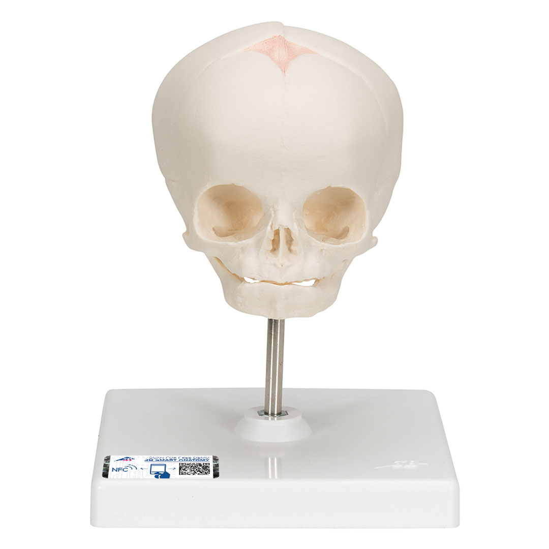 3B SCIENTIFIC Fetus-Schädel auf Stativ (A26)