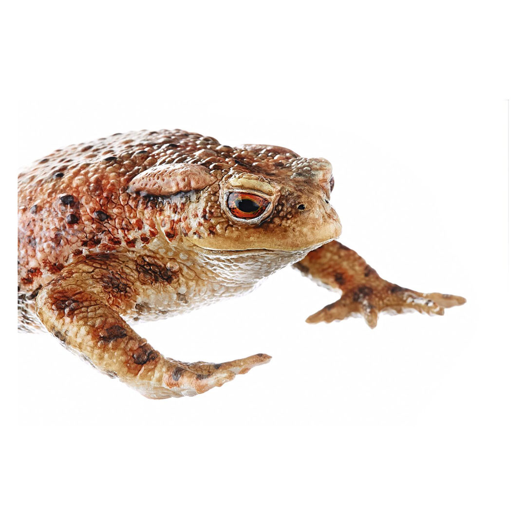 SOMSO® Erdkröte, weiblich