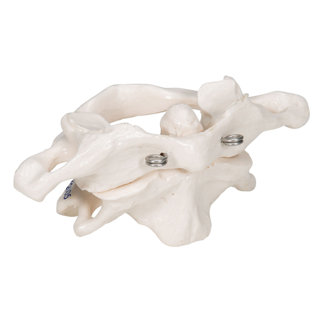 3B SCIENTIFIC Axisgelenk mit Atlas, ohne Sockel (A71)