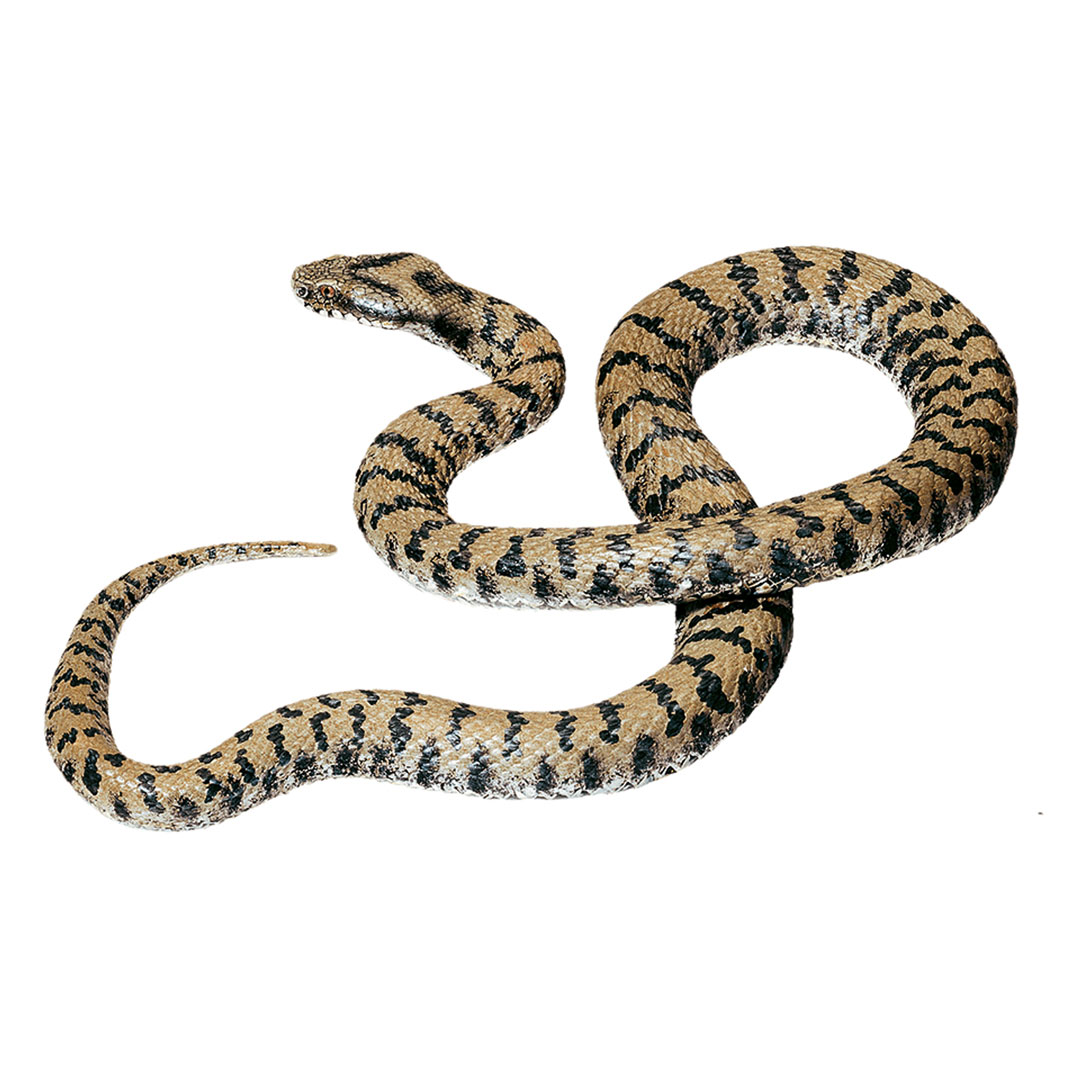 SOMSO® Aspisviper, männlich