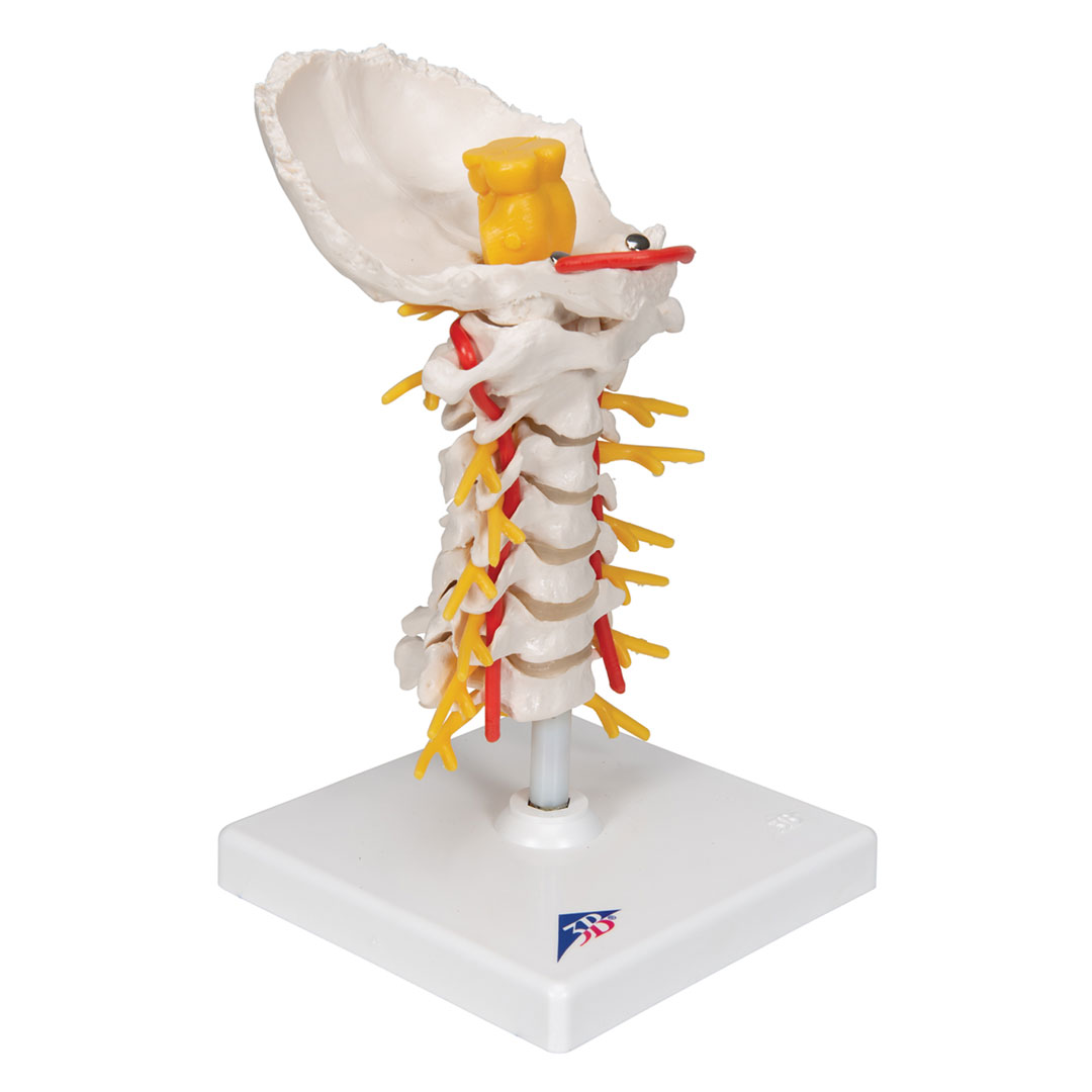 3B SCIENTIFIC Halswirbelsäule. Höhe 19cm (A72)