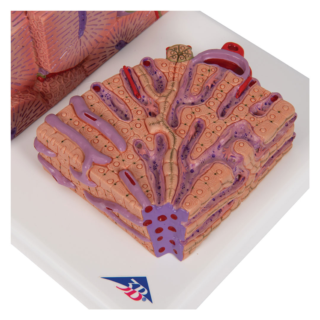 3B SCIENTIFIC Leber, MICROanatomy (K24)