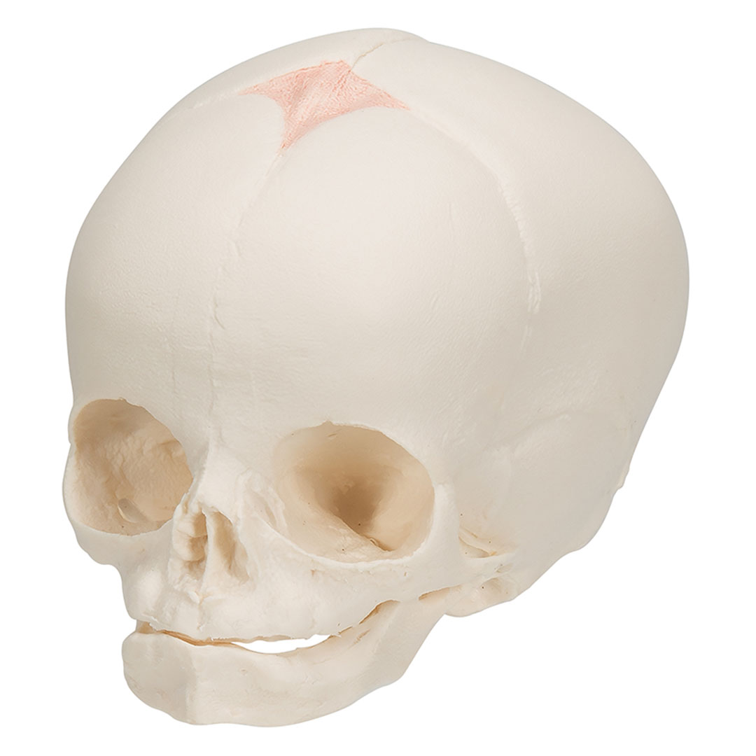 3B SCIENTIFIC Fetus-Schädel, 30.Schwangerschaftswoche (A25)