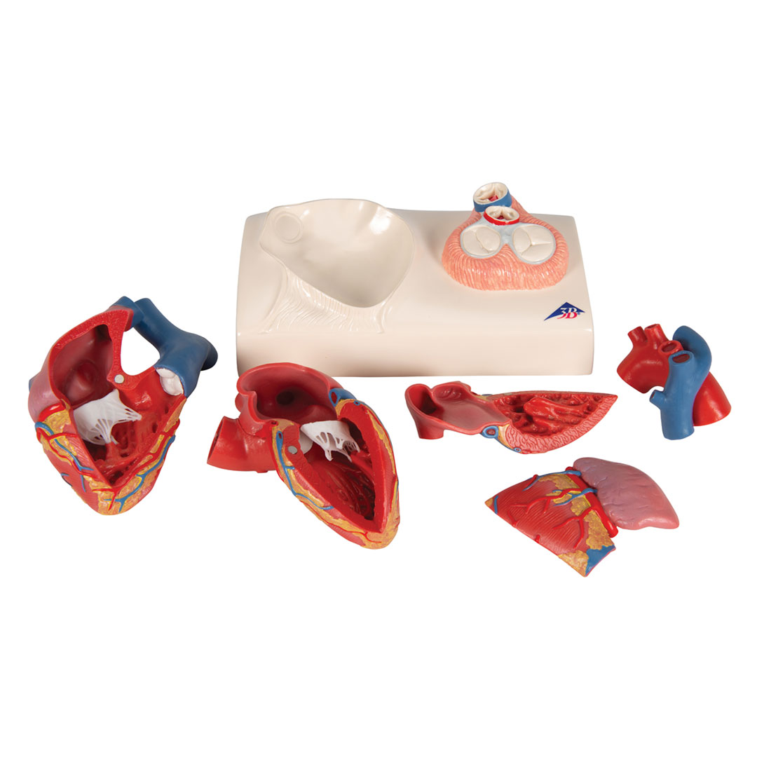3B SCIENTIFIC Herzmodell in Lebensgröße , 5-teilig mit magnetischen Verbindungen