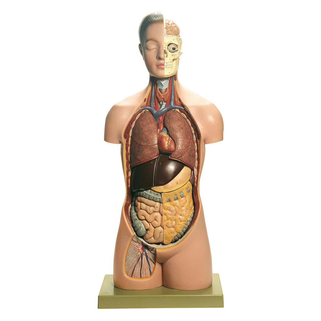 SOMSO® Jünglingstorso m.K.,13 T.nat.Grösse