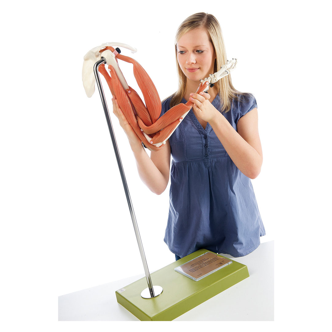 SOMSO® Muskelfunktion am Ober- und Unterarm