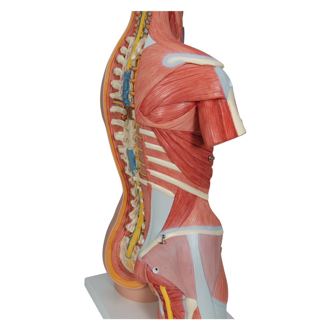 3B SCIENTIFIC Torso m.Kopf, Super-Muskel-Torso, 30 T. (B40)