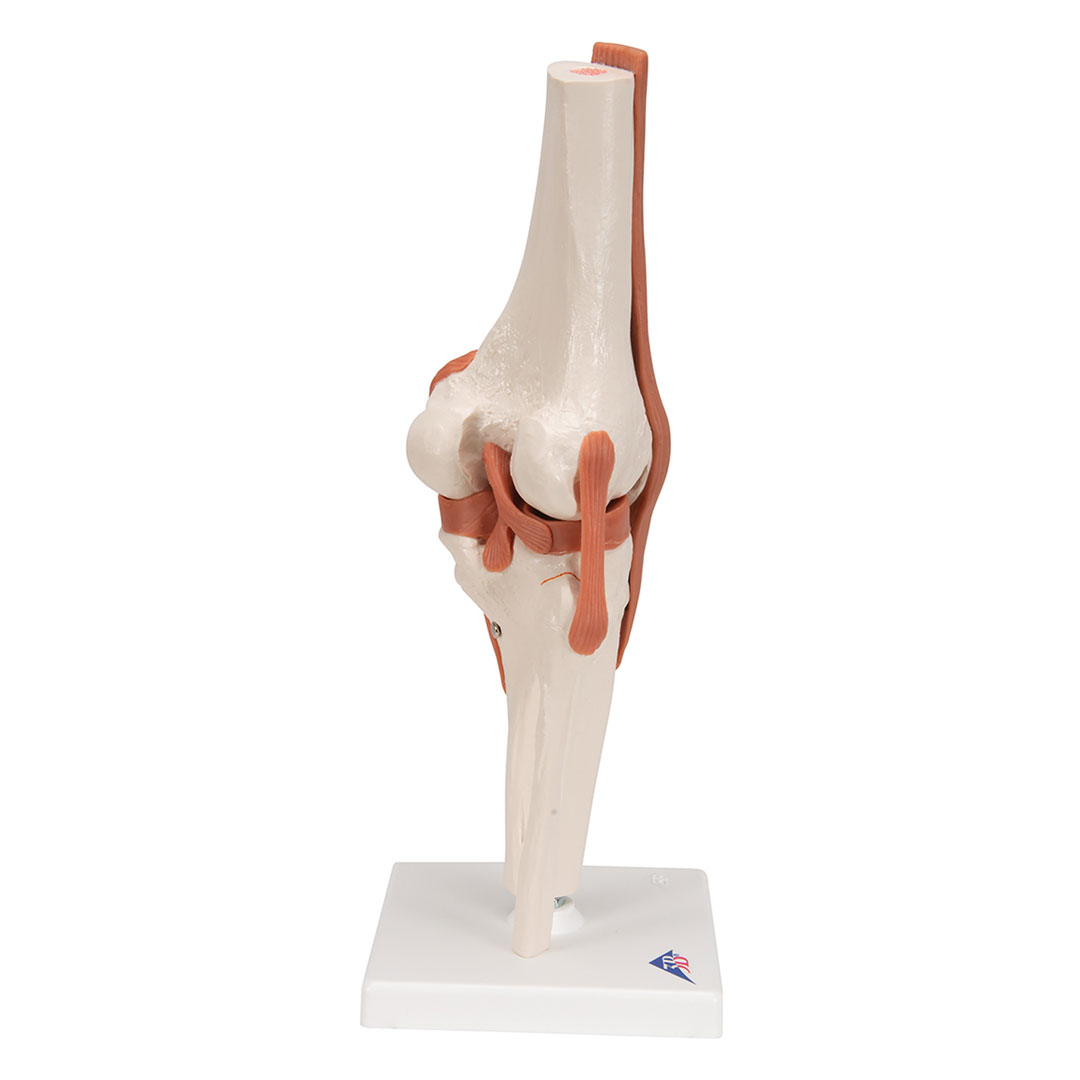 3B SCIENTIFIC Kniegelenk, Funktionsmodell (A82)