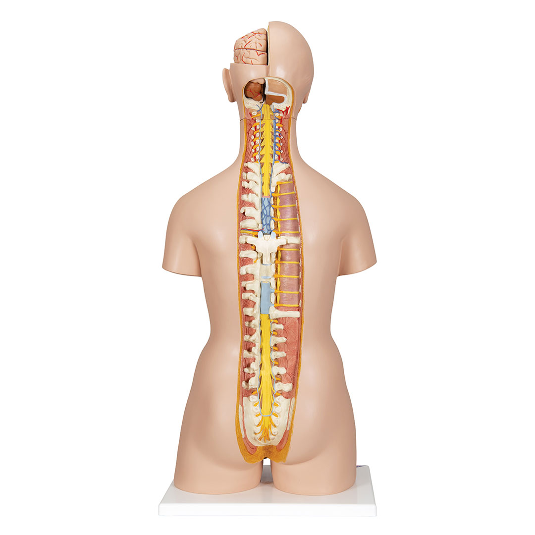 3B SCIENTIFIC Torso m.Kopf, 2-geschlechtlich, 28 T. (B35)