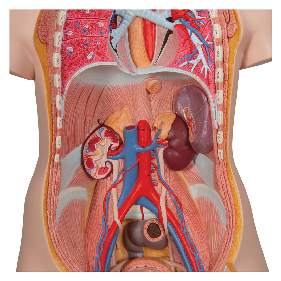 3B SCIENTIFIC Torso 18-t. m.Kopf+geöffnetem Rücken (B19)