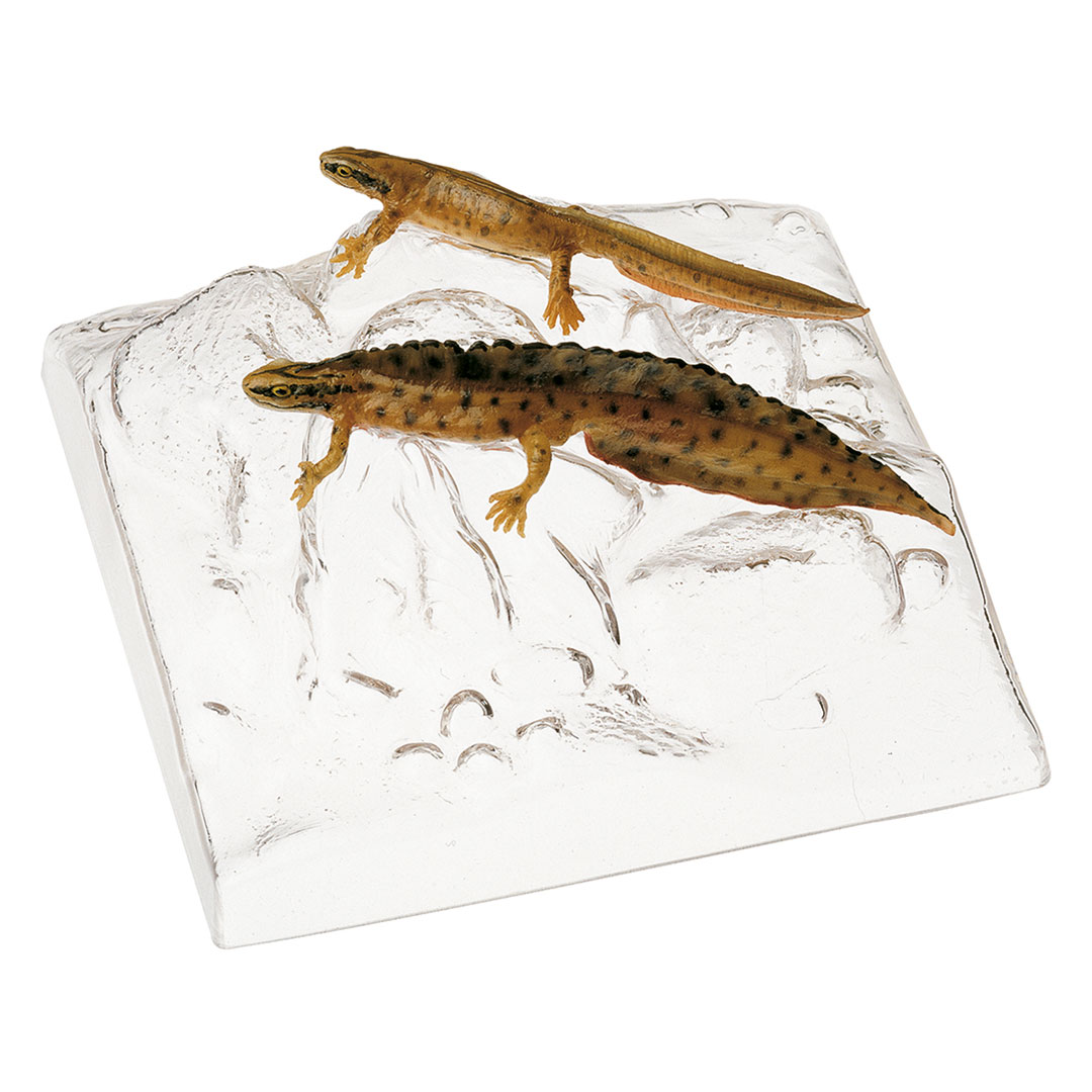 SOMSO® Teichmolch Weibchen und Männchen in Wassertracht