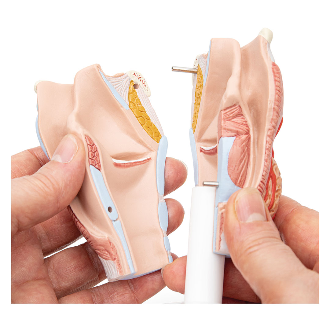 3B SCIENTIFIC Kehlkopf, 2-tlg., nat. Grösse (G22)