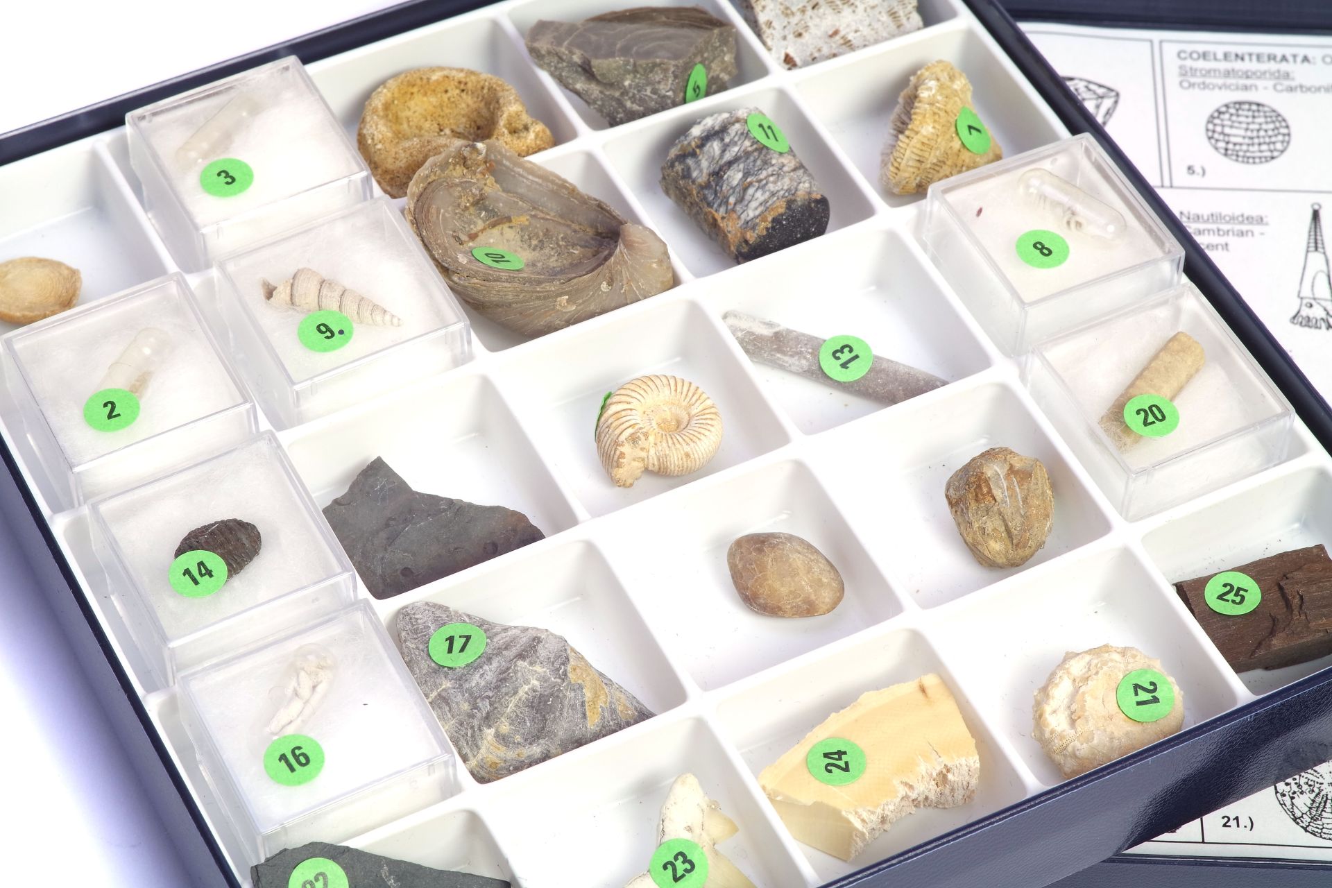 Fossiliensammlung, Der Fossilbericht