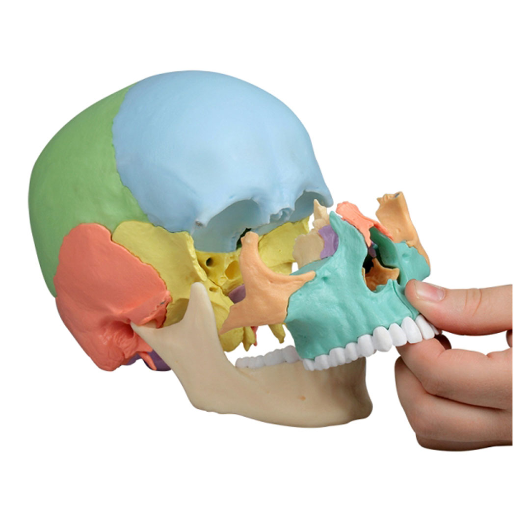 ERLER ZIMMER Osteopathie-Schädelmodell, 22-teilig, didaktische Ausführung - EZ Augmented Anatomy