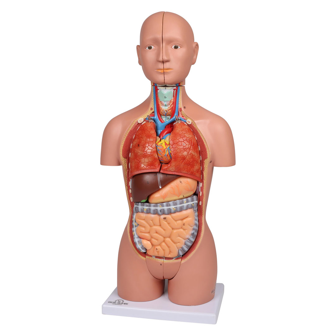 ERLER ZIMMER Miniaturtorso, 16-teilig, zweigeschlechtig