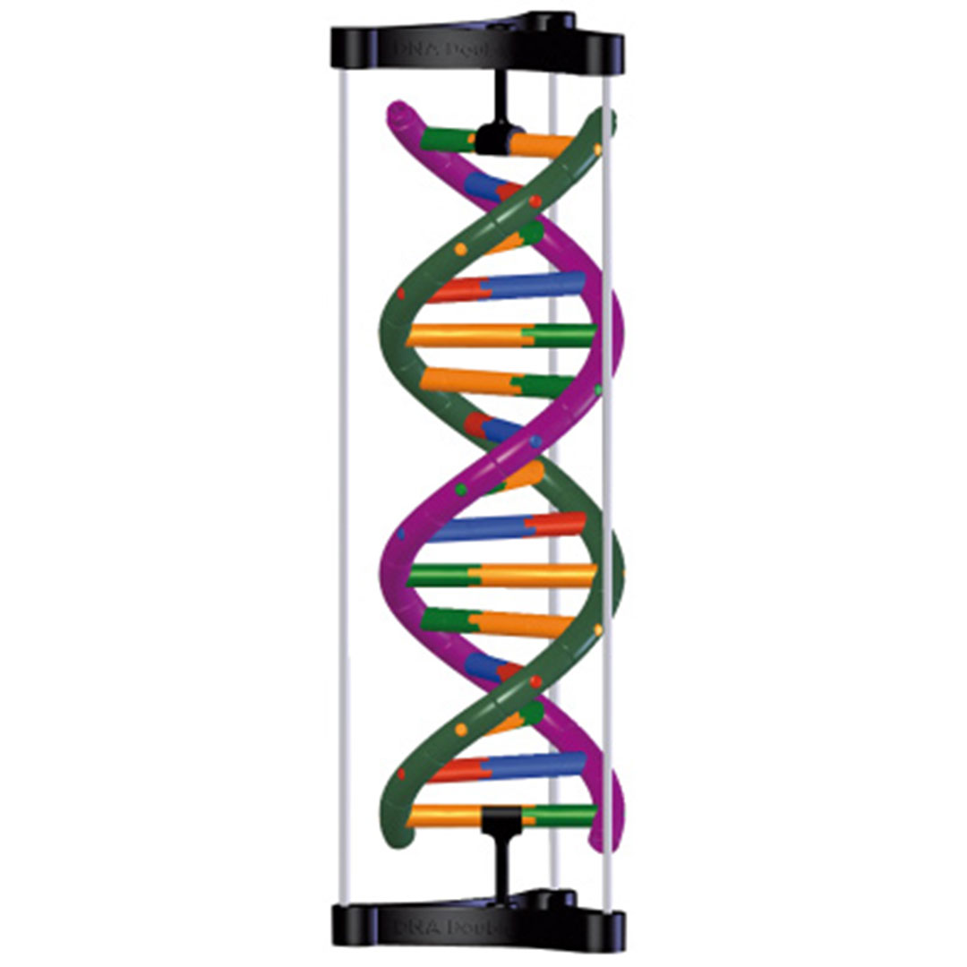 3B SCIENTIFIC DNA-Doppelhelixmodell (W19780)